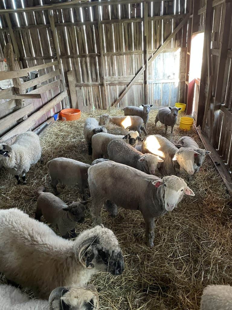 Sheep in Barn